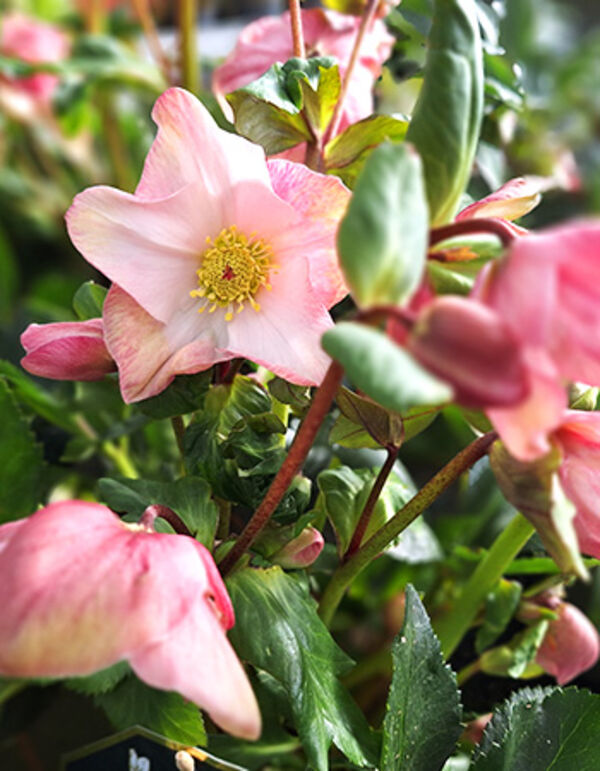 Blumen-Garmann-Gaertnerei-Herbst-04.jpg